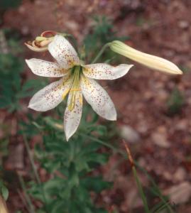 tiger lily