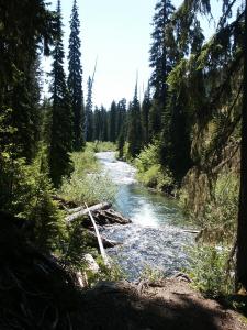 outflow creek from Pete Lake